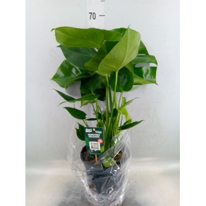 Monstera delic.