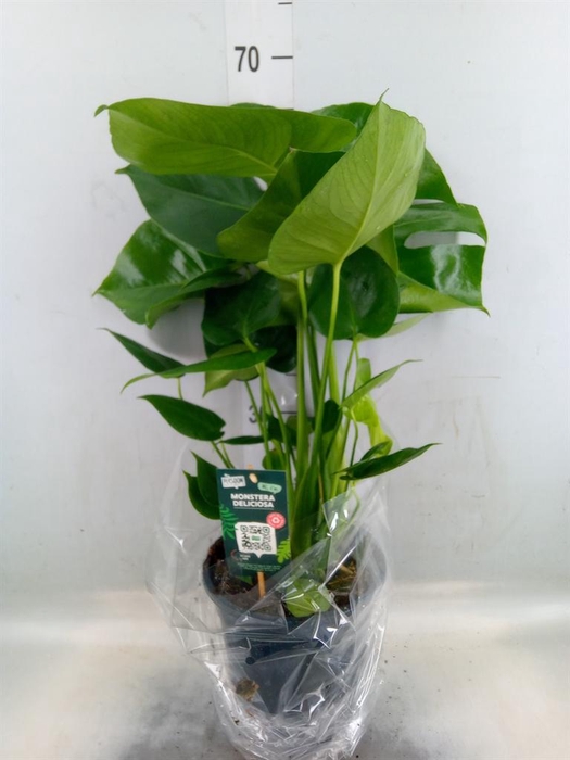 <h4>Monstera delic.</h4>