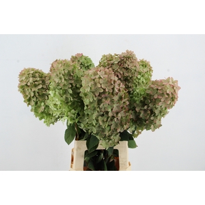 HYDR PA MAG CANDLE CL 70CM