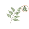 Silk Fern Dauallia Green 138cm