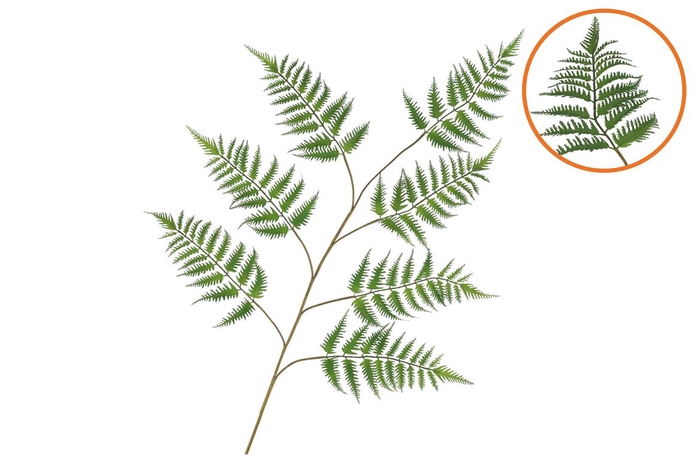 <h4>Silk Fern Dauallia Green 138cm</h4>