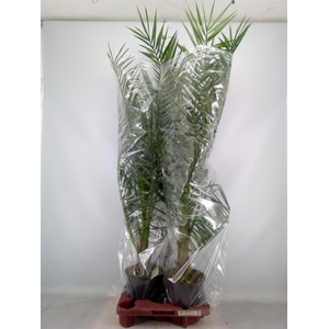 Phoenix canariensis