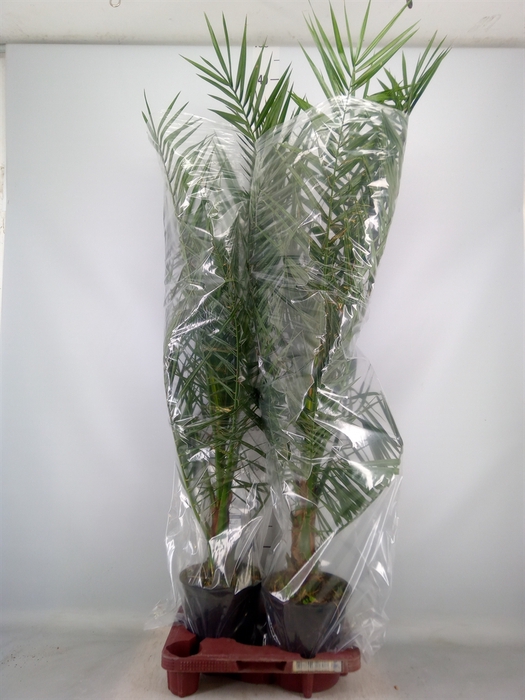 <h4>Phoenix canariensis</h4>