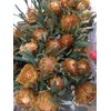Banksia Dryandra