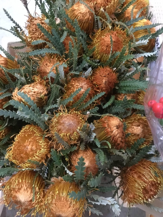 Banksia Dryandra