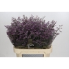 Limonium ov Piuma Sky