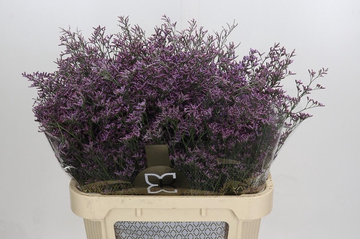Limonium ov Piuma Sky