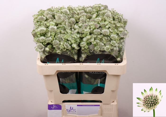 <h4>Astr Billion Stars</h4>