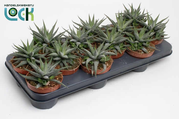 <h4>Haworthia Concolor</h4>