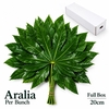FATSIA JAPONICA BLAD