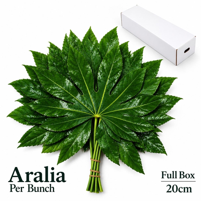 FATSIA JAPONICA BLAD