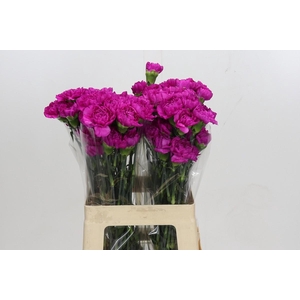 Dianthus St Tiepolo Fucsia