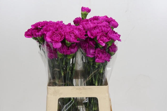 <h4>Dianthus St Tiepolo Fucsia</h4>