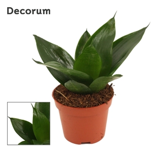 Sansevieria Hahnii 6 cm Black Jade (Decorum)
