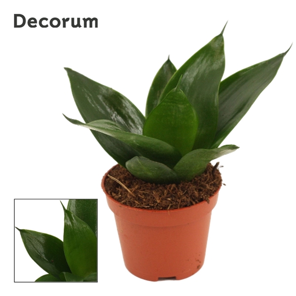 <h4>Sansevieria Hahnii 6 cm Black Jade (Decorum)</h4>