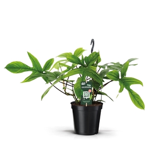 Philodendron Beauty Green