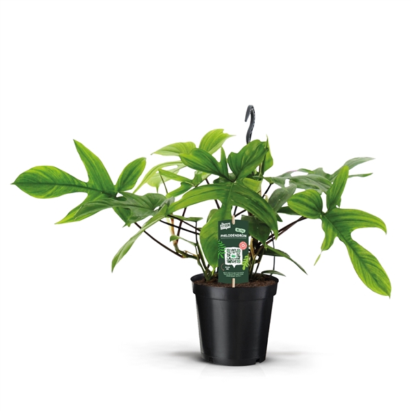 <h4>Philodendron Beauty Green</h4>