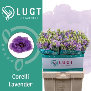 Lisianthus Corelli Lavender