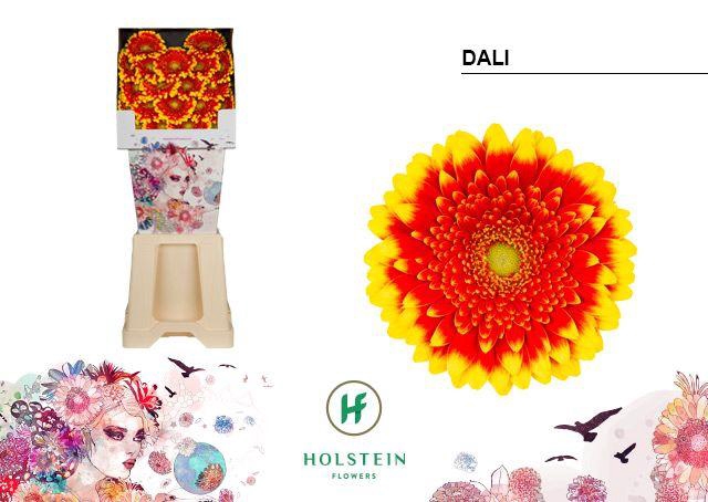 <h4>Germini Dali Diamond</h4>