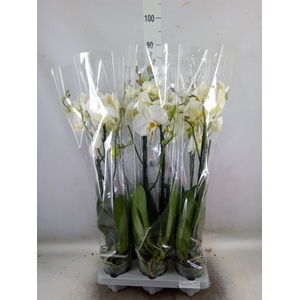 Phalaenopsis   ...white