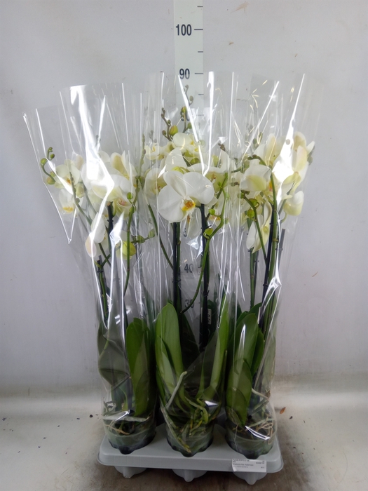 <h4>Phalaenopsis   ...white</h4>