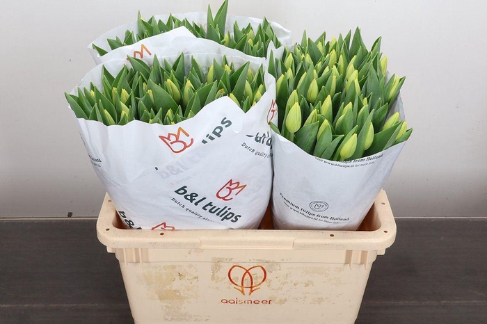 <h4>Tulipa EN 'Novi Sun'</h4>