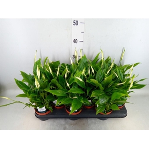 Spathiphyllum  'Chopin'