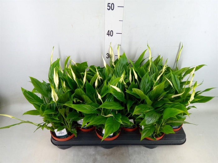 <h4>Spathiphyllum 'Chopin'</h4>
