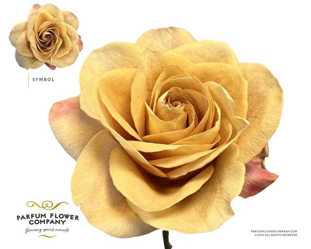 <h4>Rosa garden symbol</h4>