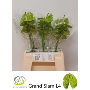 ANTH A GRAND SLAM AQ