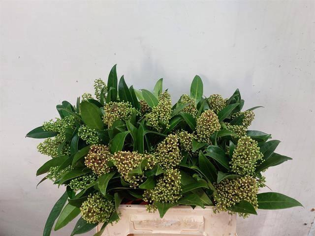 <h4>SKIM C KEW GREEN BS</h4>