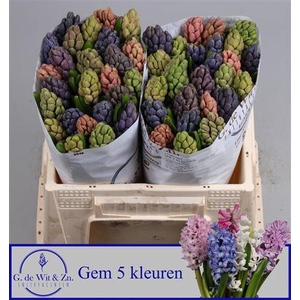 Hyac Gem 5 Kleuren