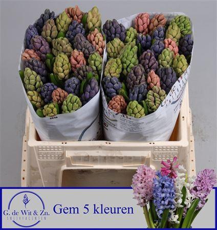 <h4>Hyac Gem 5 Kleuren</h4>