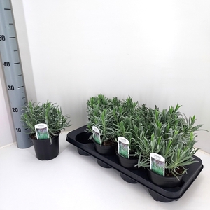 LAVAN IN SENSATIONAL