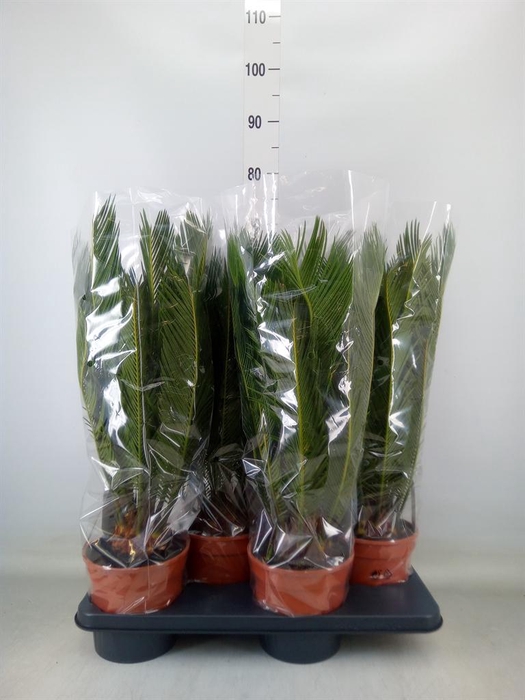 <h4>Cycas revoluta</h4>