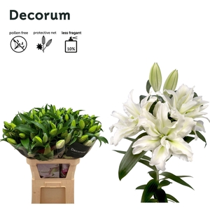 LI ROSELILY AISHA 3+