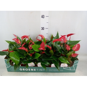 Anthurium  'Banderola Roja'