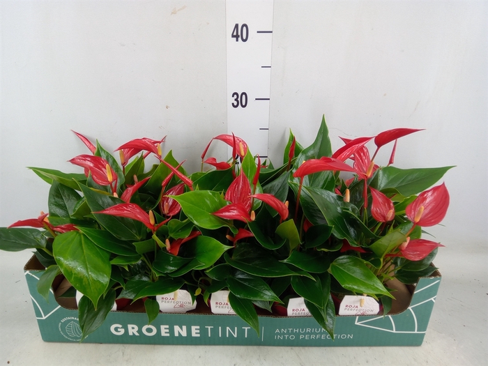 <h4>Anthurium  'Banderola Roja'</h4>