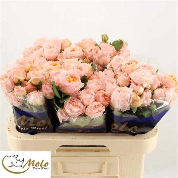 <h4>R Tr Georgia Peach Molo</h4>