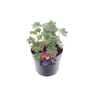 Geranium Maja