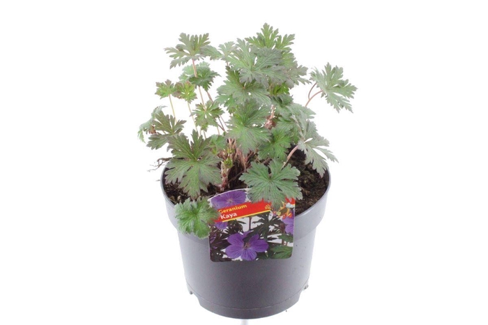 <h4>Geranium Maja</h4>