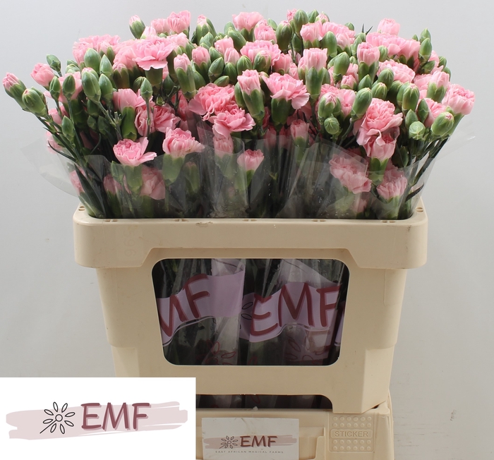 <h4>DI TR ROSADITA</h4>