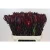Leucadendron Saf Sunset Dark R.