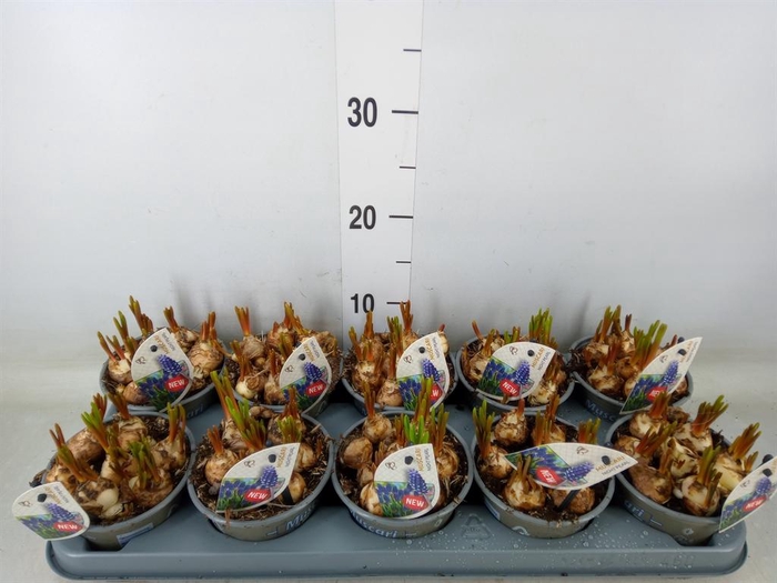 <h4>Muscari   ...</h4>