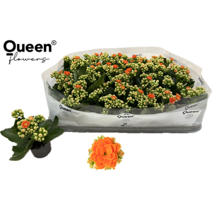 KALAN QUEEN AGNES P6