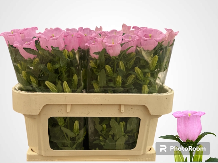 <h4>CAMP M PEARL PINK</h4>
