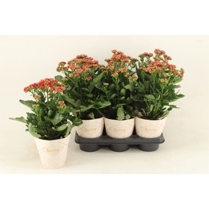 Kalanchoe  'Scarlet Red'