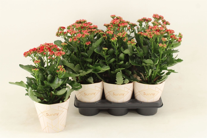 <h4>Kalanchoe  'Scarlet Red'</h4>