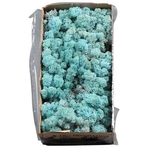 Ijslandmos (reindeer) Aquamarijn