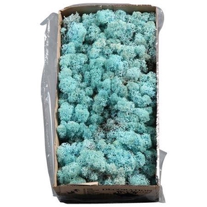 Ijslandmos (reindeer) Aquamarijn